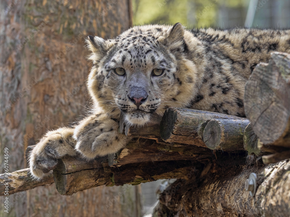 Jung Snow Leopard, Panthera uncia, resting on branch Jung Snow Leopard, Panthera uncia, resting on branch