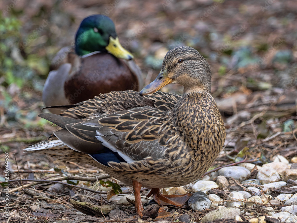 A pair of Wild Duck, Anas platyrhynchos, is a very common bird A pair of Wild Duck, Anas platyrhynchos, is a very common bird