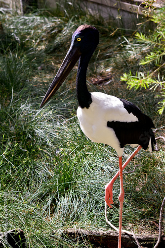 this is a close up of a blue necked Stork photo