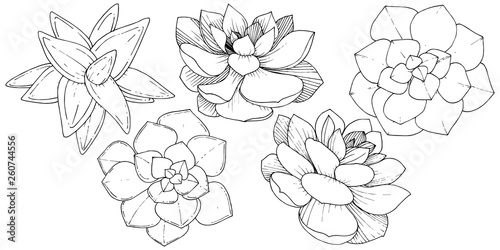 Vector Succulents floral botanical flower. Black and white engraved ink art. Isolated succulents illustration element.