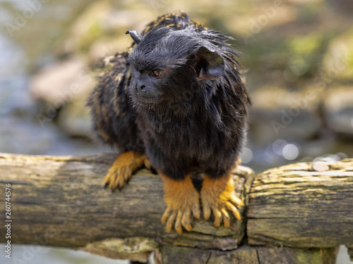 Red-handed tamarin, Saguinus midas, sits on a branch watching the surroundings photo