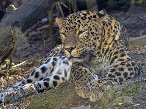 Persian Leopard  Panthera pardus saxicolor  resting male lying on the ground