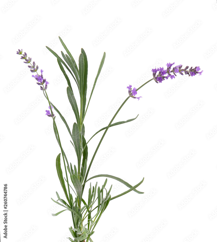 Obraz premium Bundle of lavender with green leaves, isolated on white background.