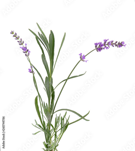 Bundle of lavender with green leaves  isolated on white background.