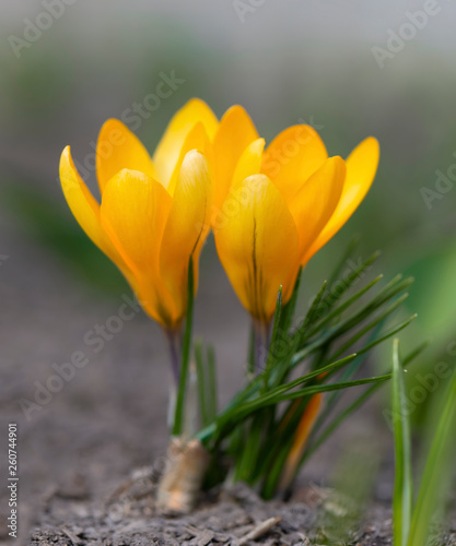 Two yellow crocus in full blossom grow in the brown earth in the park. First beautiful spring flowers.