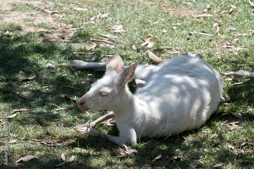 this is an Albino western grey  kangaroo