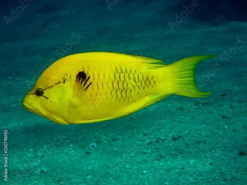 Slingjaw wrasse (Epibulus insidiator) Taking in Red Sea, Egypt.