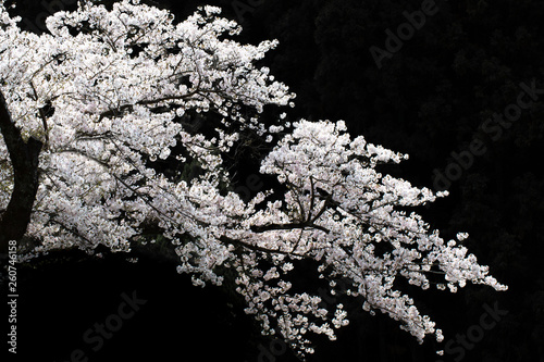 輝く桜2