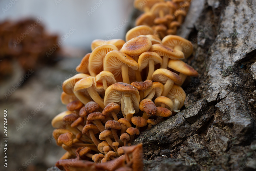 Fototapeta premium Mushrooms growing on a tree,Vegan food