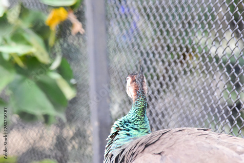 Chai nat Thailand December 26 2019 see birds at Chai NAT Bird Park is a place of chainat province. Bird cage is the biggest in Asia, covering an area of 26 hectares and contains various species birds. photo