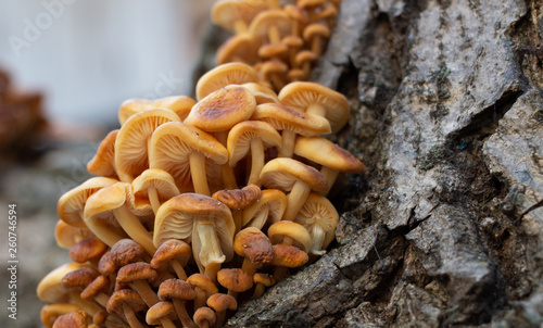 Mushrooms growing on a tree,Vegan food