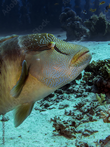 Napoleon wrasse. (Cheilinus undulatus)