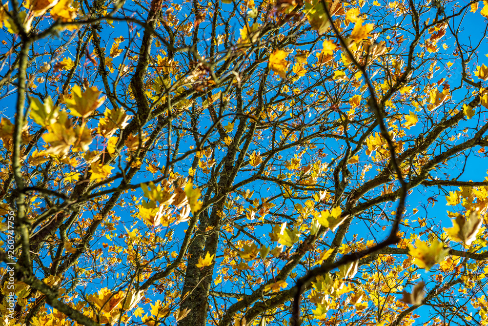 autumn golden colored park with trees and sun rays autumn golden colored park with trees and sun rays