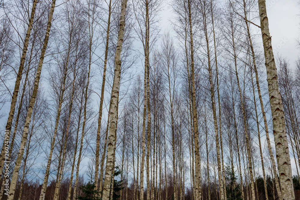 birch trees in spring birch trees in spring