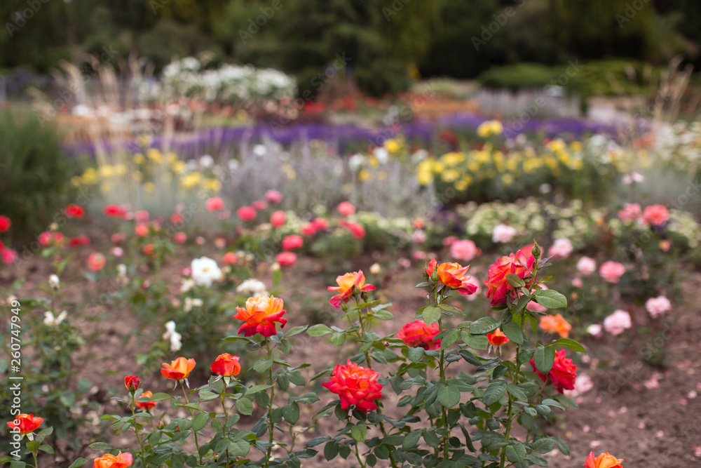 Bunter Rosengarten Garten bunt Gestaltung Hingucker Bunter Rosengarten Garten bunt Gestaltung Hingucker