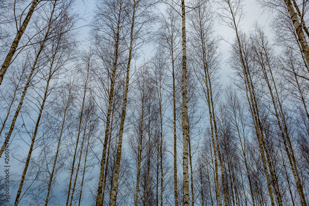 Fototapeta premium birch trees in spring