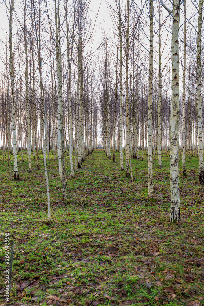 Obraz premium birch trees in spring