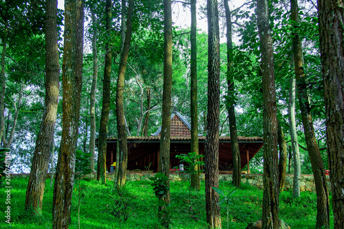 java pendompo limasan hiden in the pine forest on becici peak