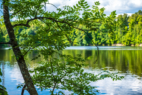 scenic forest lake in sunny summer day with green foliage and shadows