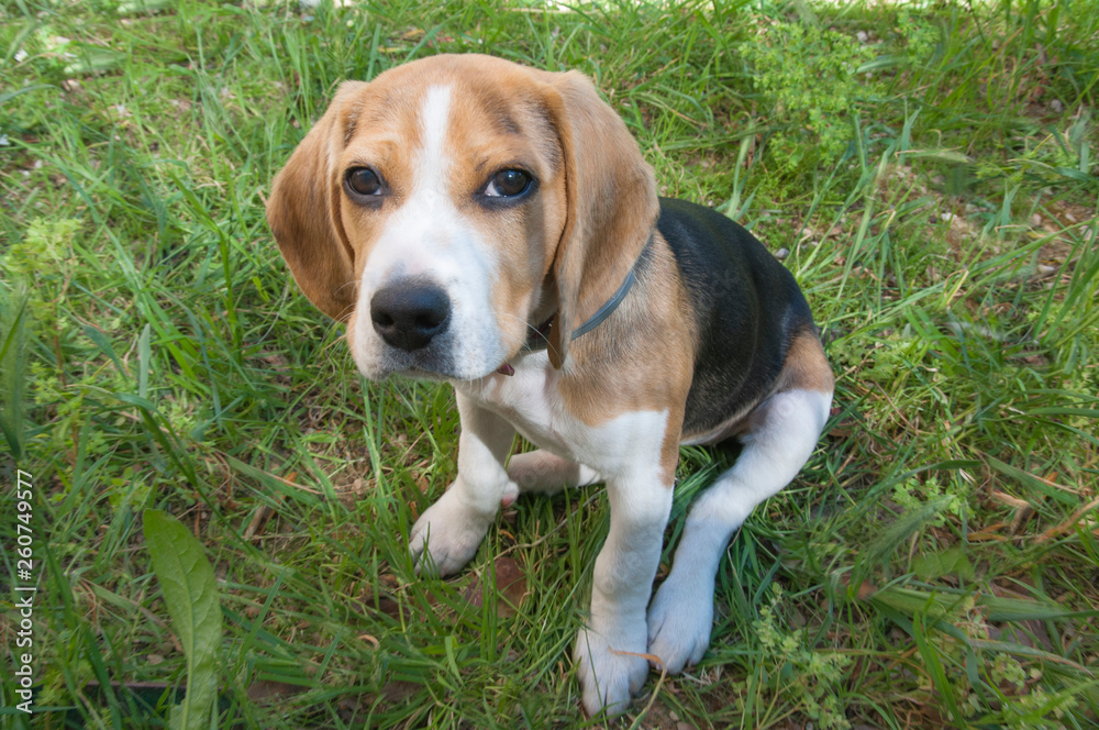 Beagle puppy sitting in the garden Beagle puppy sitting in the garden