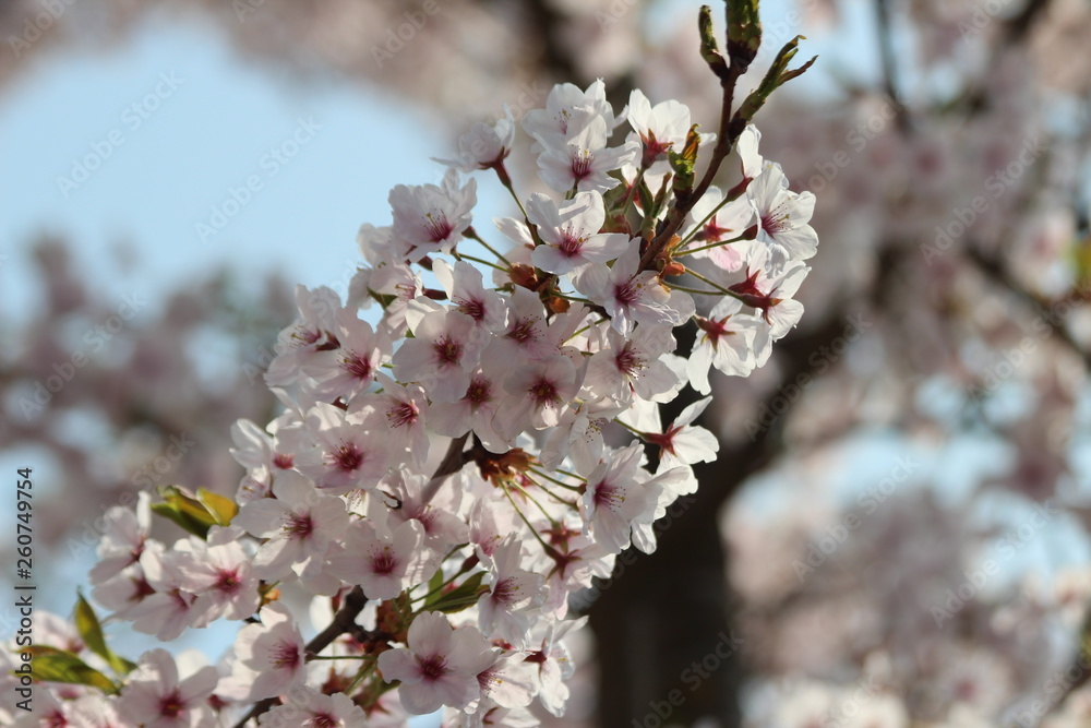 White and pink blossom flowers at the prunus tree in the sun in Nieuwerkerk aan den IJssel