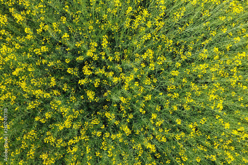 Field of flowering rape. Top view from the drone. Rape, a syderatic plant with yellow flowers. Field with siderates photo