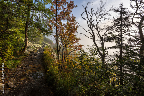Fototapeta Naklejka Na Ścianę i Meble -  mist rising from valleys in forest in slovakia Tatra mountains