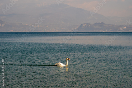 Scenic view of Lake Garda with a swan (Cygnus) and the coastline in the background, Sirmione, Lombardy, Italy