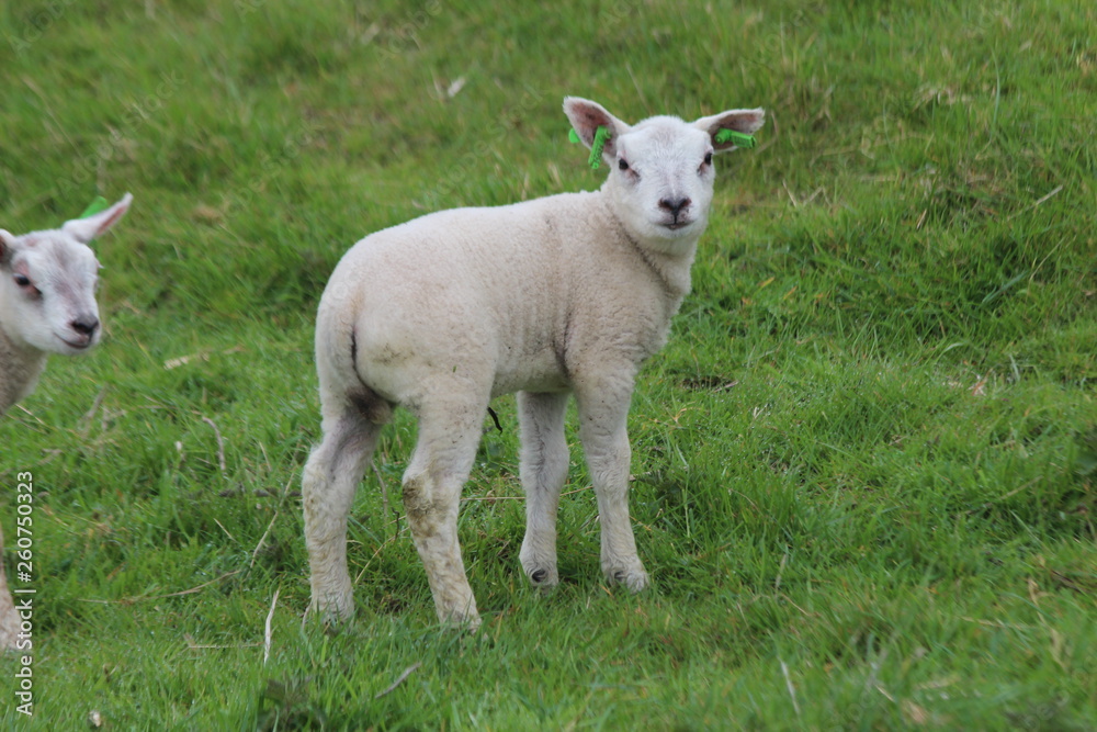 Fototapeta premium Cute lambs on the grass at meadows in springtime season in the Netherlands