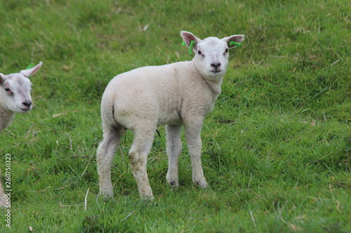 Fototapeta Naklejka Na Ścianę i Meble -  Cute lambs on the grass at meadows in springtime season in the Netherlands