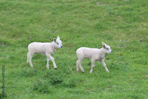 Cute lambs on the grass at meadows in springtime season in the Netherlands