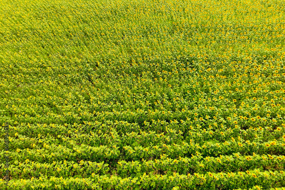 Aerial view of agricultural fields flowering oilseed. Field of sunflowers. Top view.