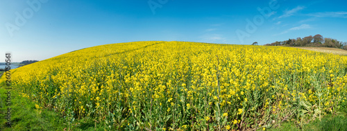 panoramic view of rapeseed flower under blue sky,countryside of Northern Ireland