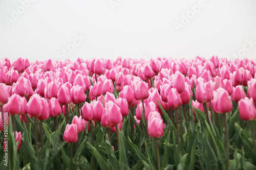 Pink and white colored tulips in rows on a flowerbulb field in Nieuwe-Tonge in the netherlands during springtime season and fog