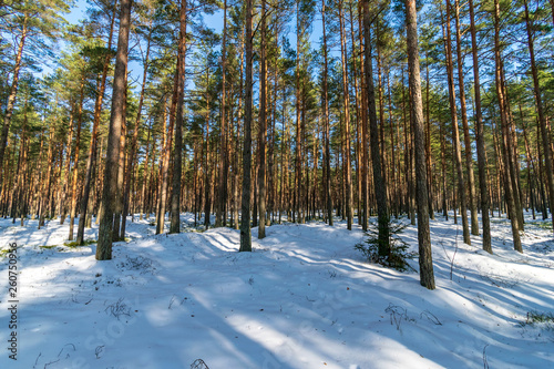 sunny day in forest in snowy winter time