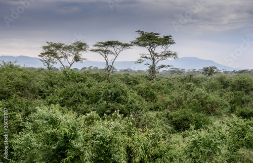 Landscape in Serengeti