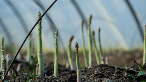 Asperge verte en terre photo