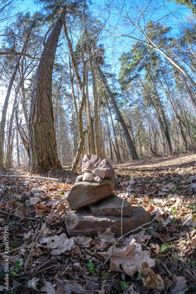 fisheye lens distorted view of forest in sunny spring day fisheye lens distorted view of forest in sunny spring day