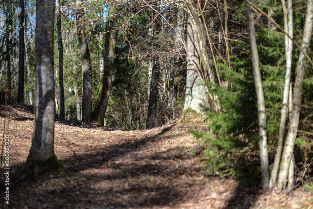 Obraz premium young spruce tree in spring day on blur background