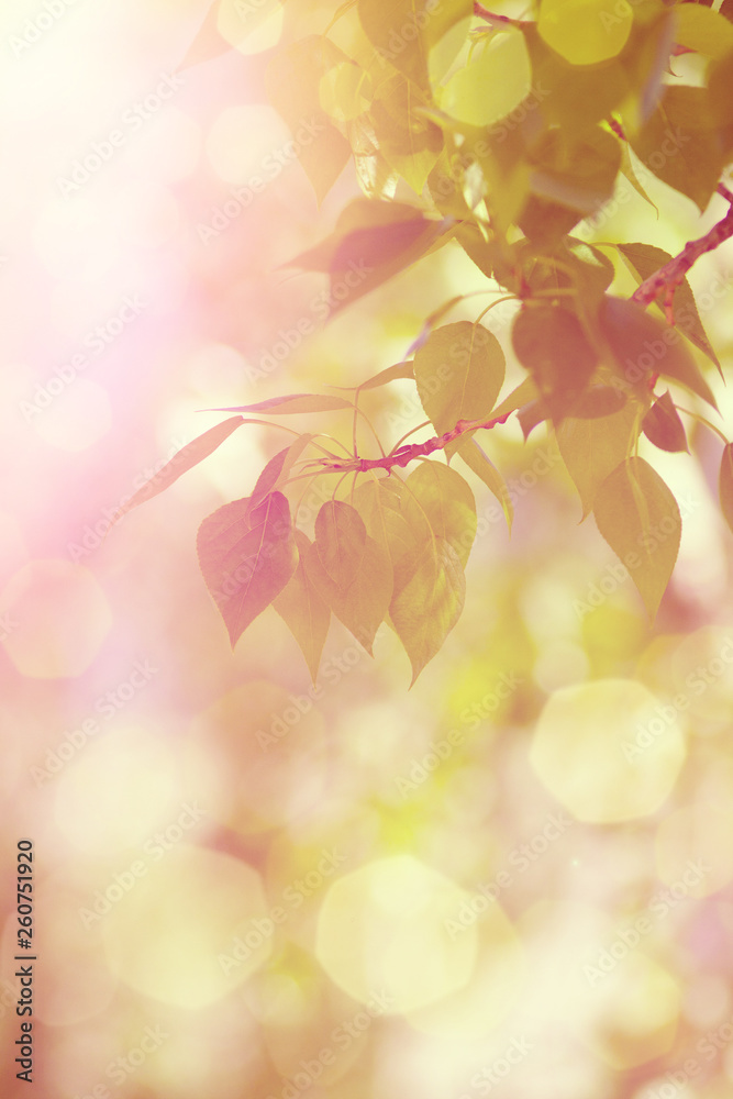 Green-orange leaves with lens flare background in sunny day Green-orange leaves with lens flare background in sunny day