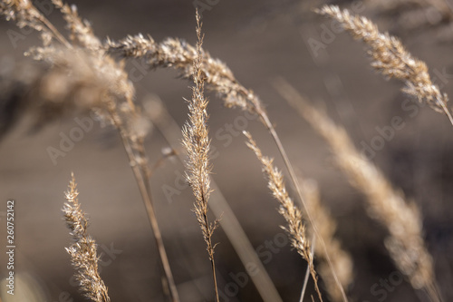 grass bents on blur background © Martins Vanags