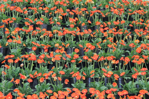 A Large Display of Potted Gerbera Garvinea Plants. photo