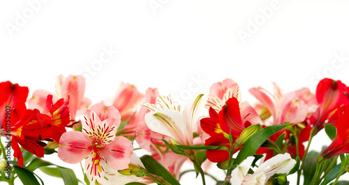 Panorama of flowers on a white background. Close-up of bright colors on a white background for design. Spring and summer Alstroemeria. © Evgeniya369