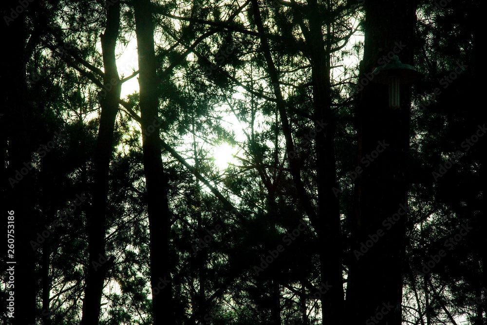 silhouette pine tree in the morning on becici peak silhouette pine tree in the morning on becici peak