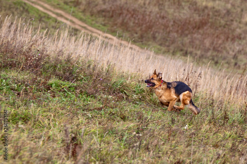 Fototapeta Naklejka Na Ścianę i Meble -  Dog breed German Shepherd running on the field in autumn. Coursing