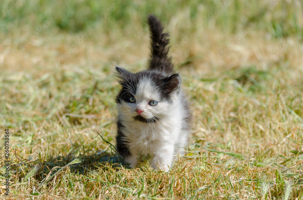 black kitten walking in green grass