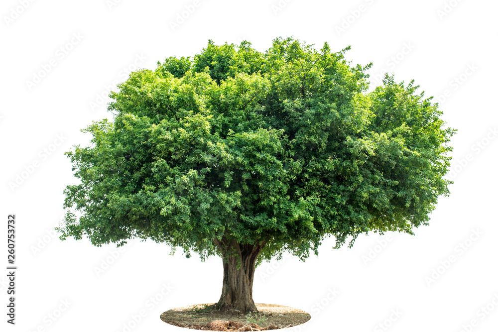 The green sacred tree is completely separated from the white background. Scientific name Maerua siamensis (Kurz) Pax.