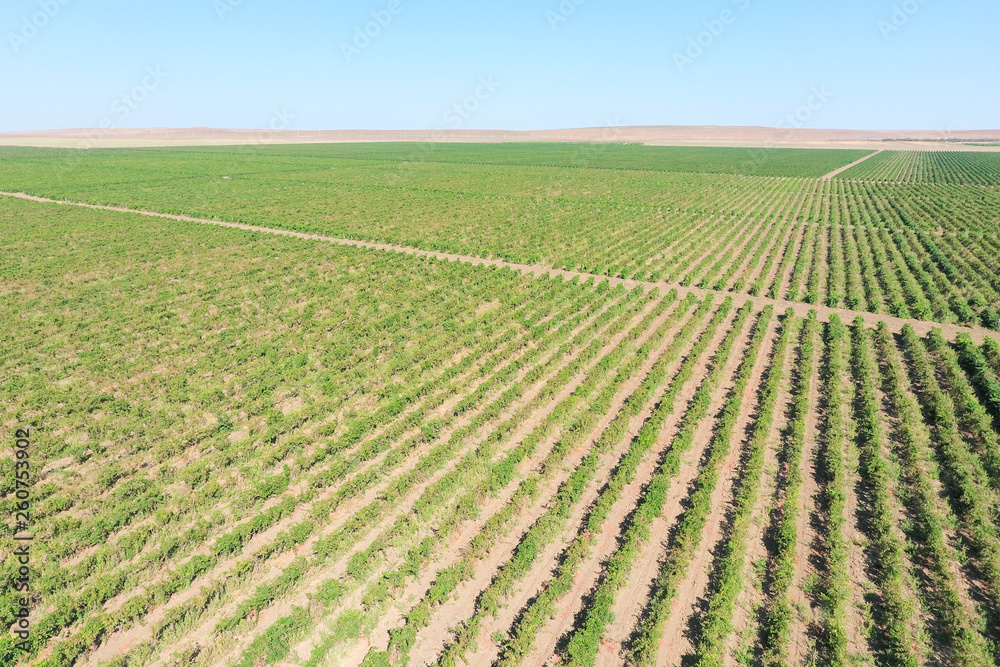 Grape orchards bird's-eye view. Vine rows. Top view of the garden Grape orchards bird's-eye view. Vine rows. Top view of the garden
