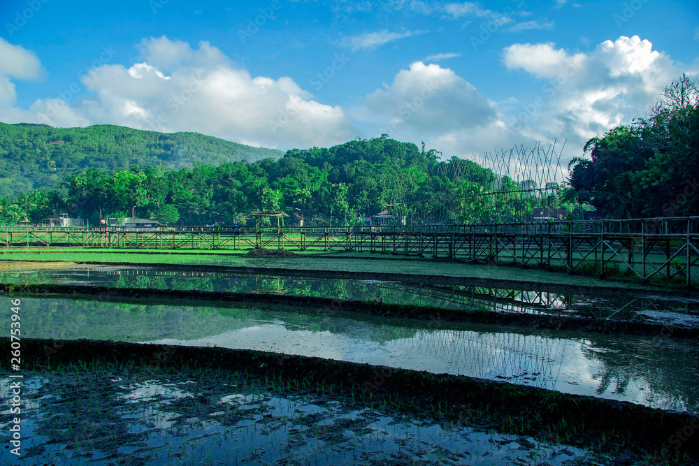 sukorame rice field, a bridge made of bamboo sukorame rice field, a bridge made of bamboo