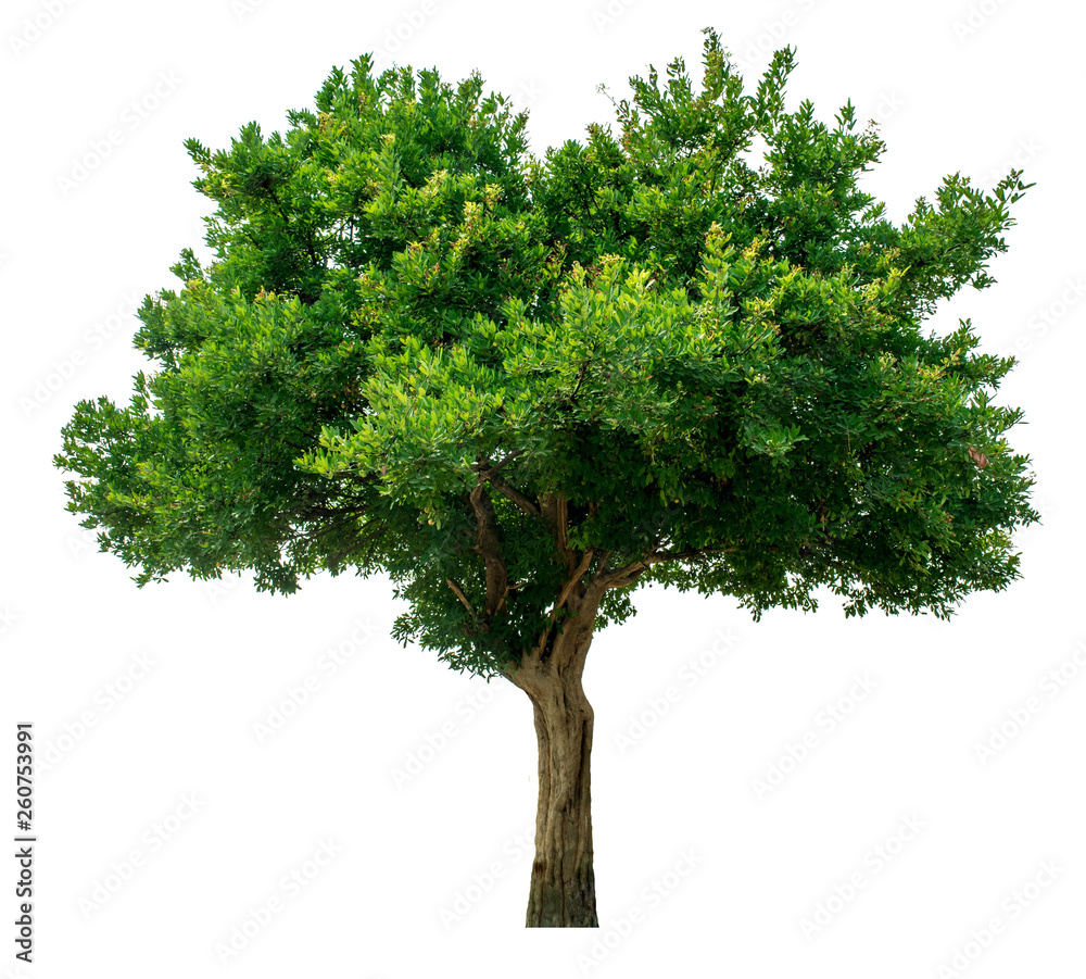 The green sacred tree is completely separated from the white background. Scientific name Maerua siamensis (Kurz) Pax. The green sacred tree is completely separated from the white background. Scientific name Maerua siamensis (Kurz) Pax.